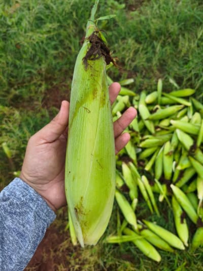 Kriss Kriss Elotes — Caucel