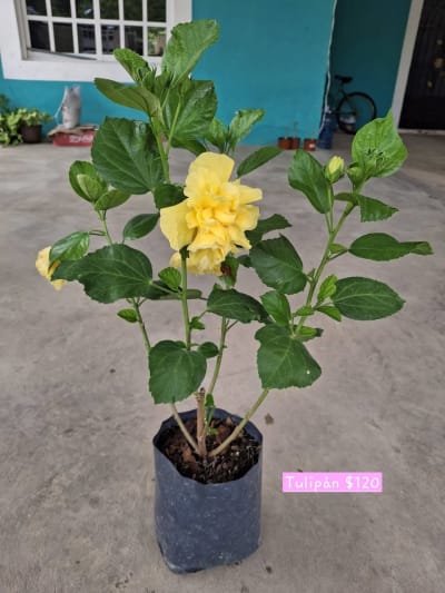 Plantitas disponibles — Emiliano Zapata Sur