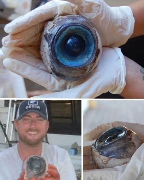 El misterio del ojo gigante hallado en playa de Florida