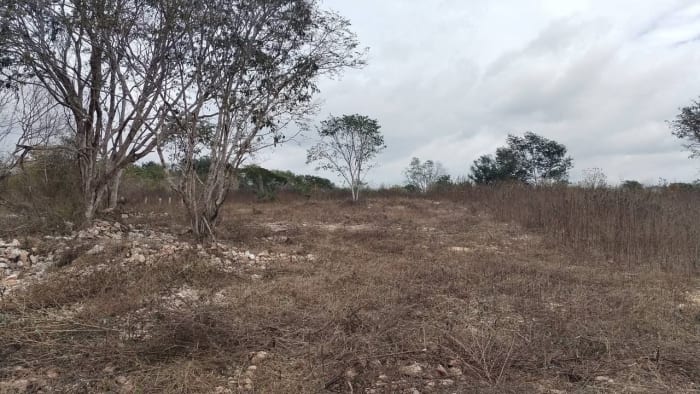 Venta de lotes ejidales en Dzunucan