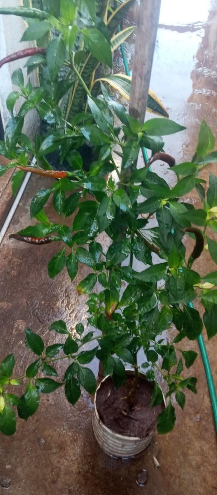 Cox Ma Plantas y Frutas