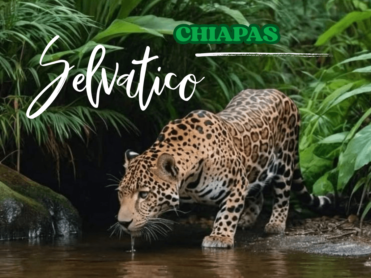 Chiapas Selvático