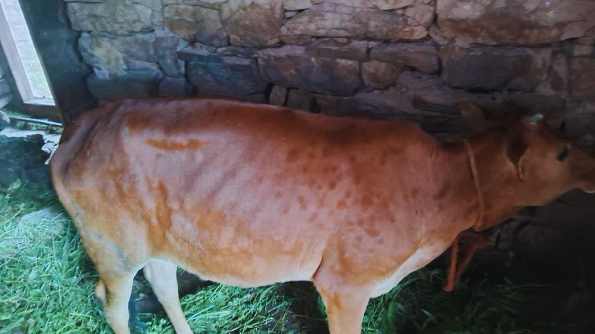 हिमाचल प्रदेश में लंपी वायरस की दस्तक: सोलन और सिरमौर में सैकड़ों पशु संक्रमित, जानें लक्षण और बचाव के उपाय (Lumpy Skin Disease)
