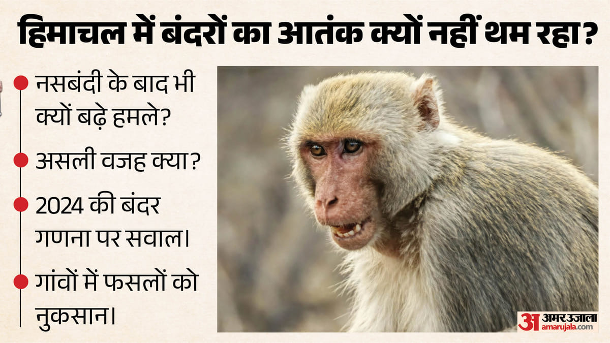 हिमाचल में बंदरों का आतंक: संख्या घटने के बावजूद हमले जारी (Monkey Menace); समझिए पूरी समस्या