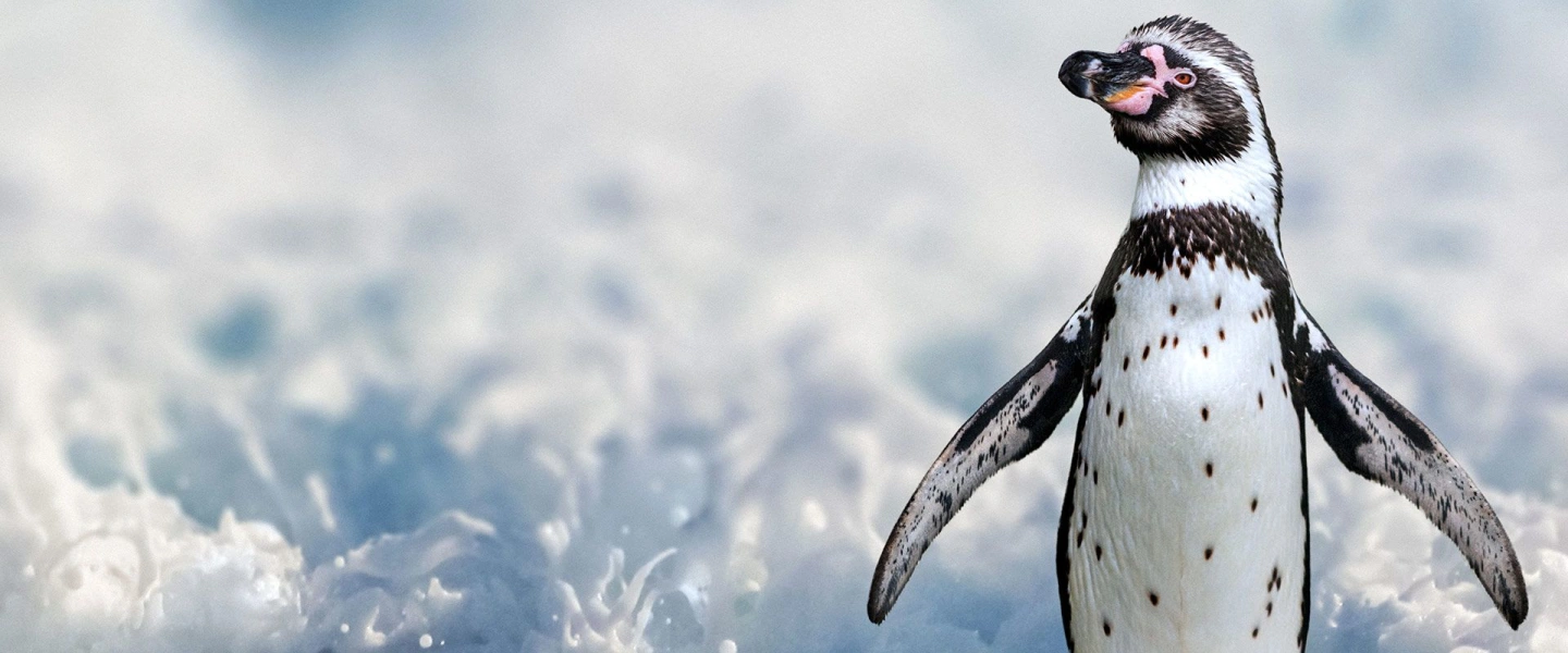 Humboldt Penguin