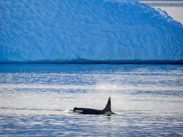 Antarctic Waters