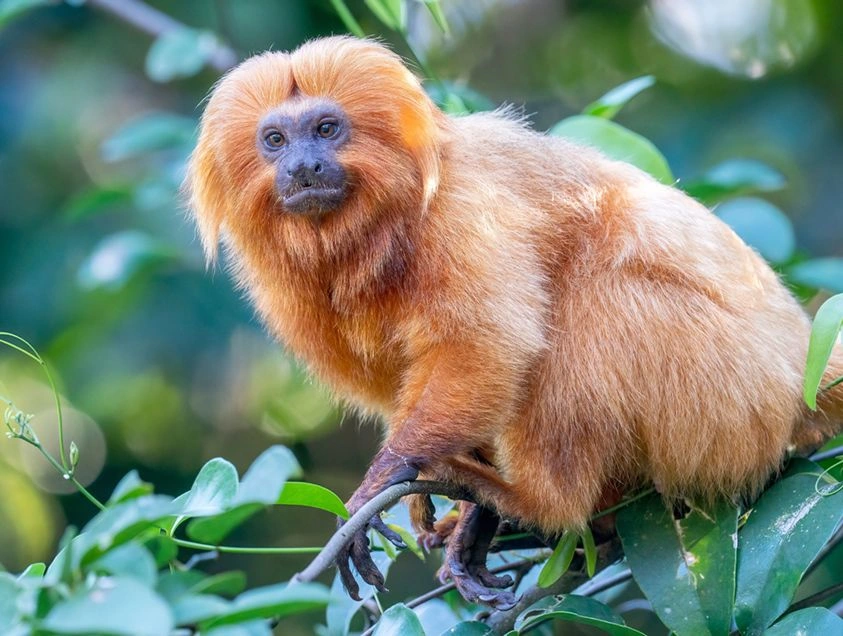 Golden Lion tamarin