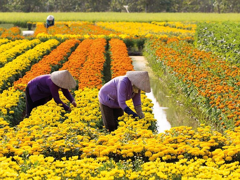 Flower harvesting in Sa Dec, Vietnam