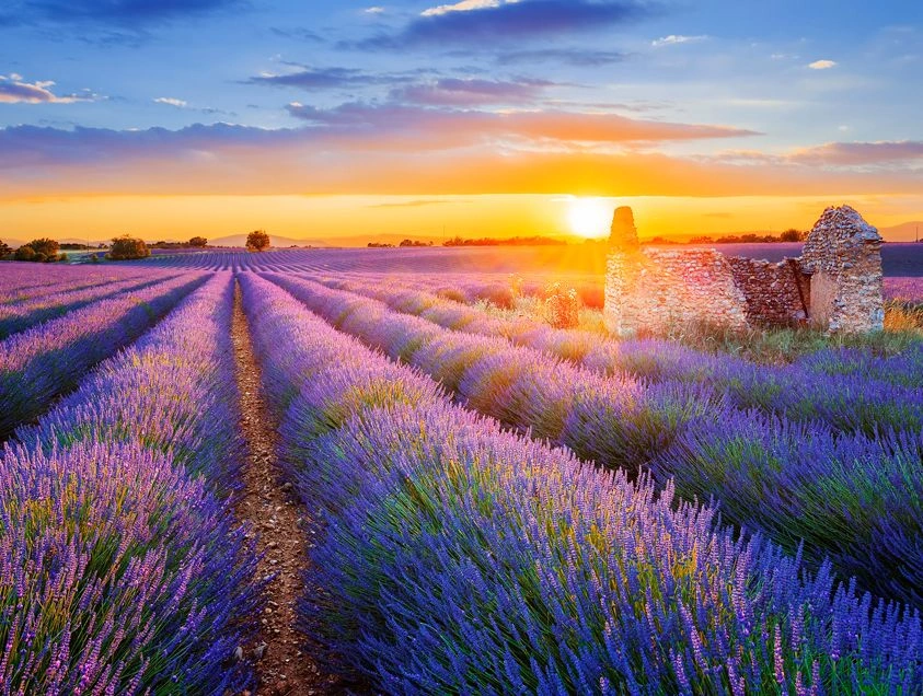 Lavender fields at sunset, Provence
