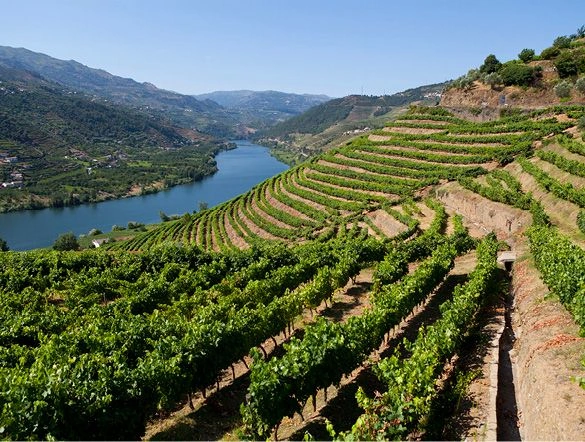 A landscape image of the Douro Valley showing green vineyards. The Douro River runs through the middle of the valley.
