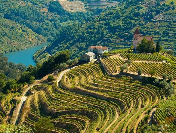 Vineyards Douro Valley
