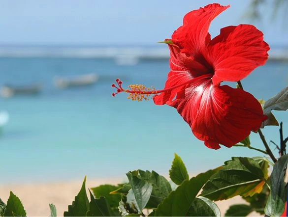 Hibiscus Flower
