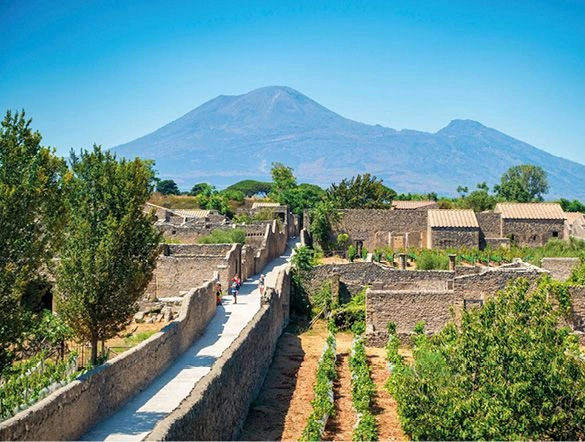 Vineyards in the ancient city of Pompeii nestled in the foothills of Mount Vesuvius