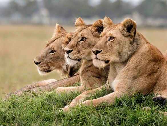 Lions Masai Mara