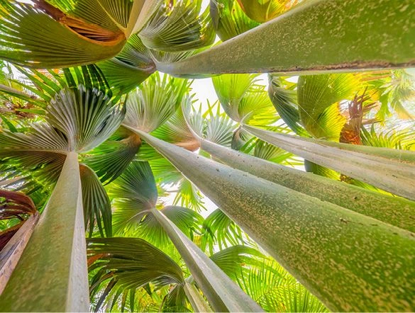 Palm Tree Forest Seychelles Praslin Island