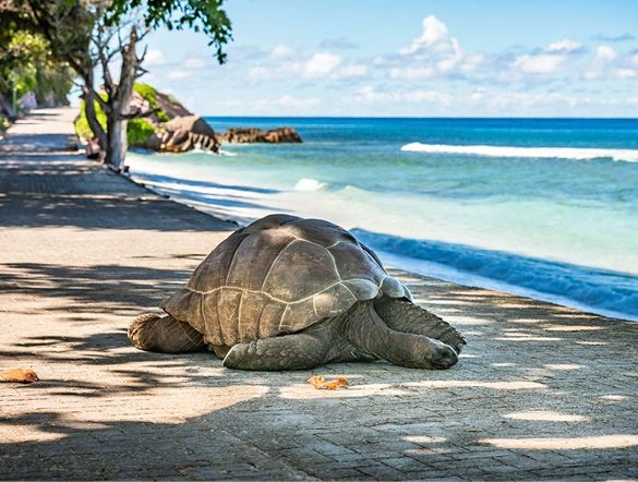 Turtle Seychelles La Digue Island