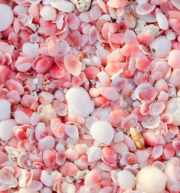 Pink Beach Barbuda 2