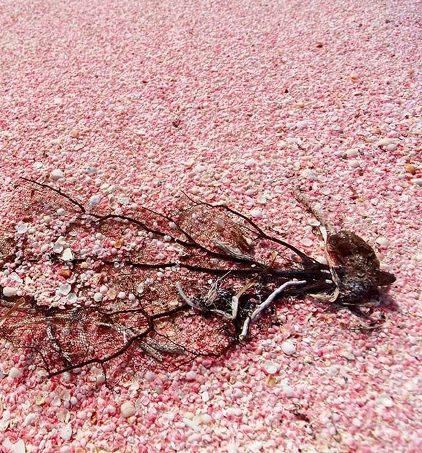 Pink Beach Barbuda 4