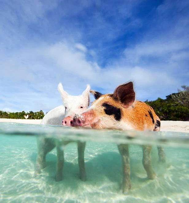 Swimming Pigs Exuma