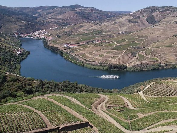 Vineyards along the Douro River Portugal 