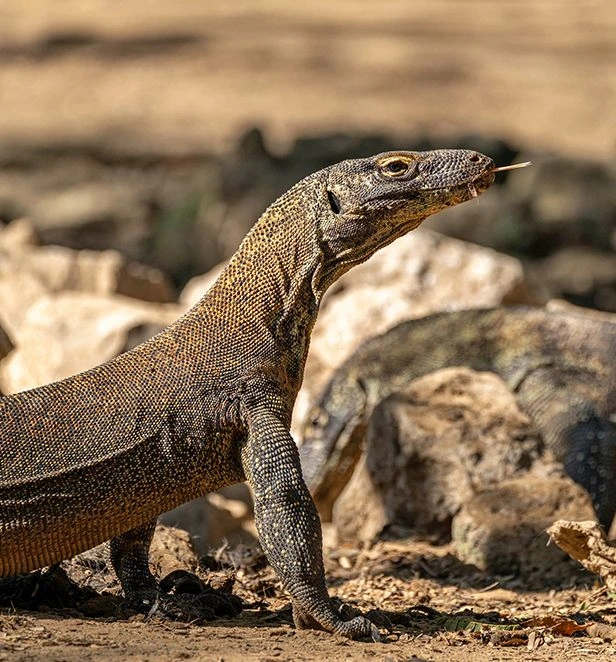 Komodo dragon walking over rocky ground in Komodo National Park in Indonesia, with its tongue extended as it explores its surroundings.