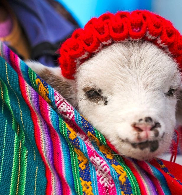 Young lamb in a red knit hat resting on colourful woven fabric