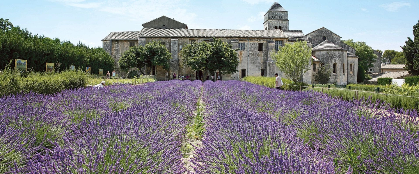 Lavender Farm