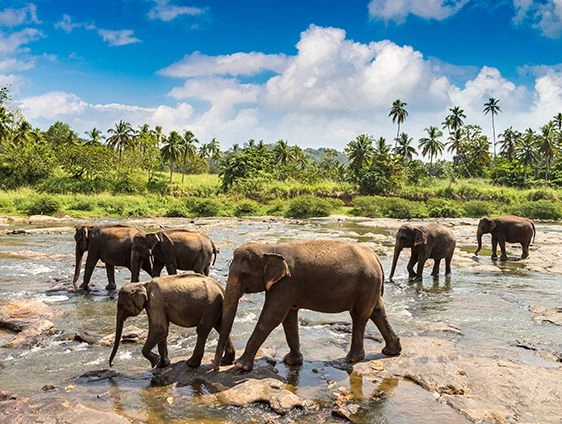Herd of Asian elephants wading across a shallow rocky river in Minneriya National Park, Sri Lanka, with lush green forest and palm trees under a bright blue sky.