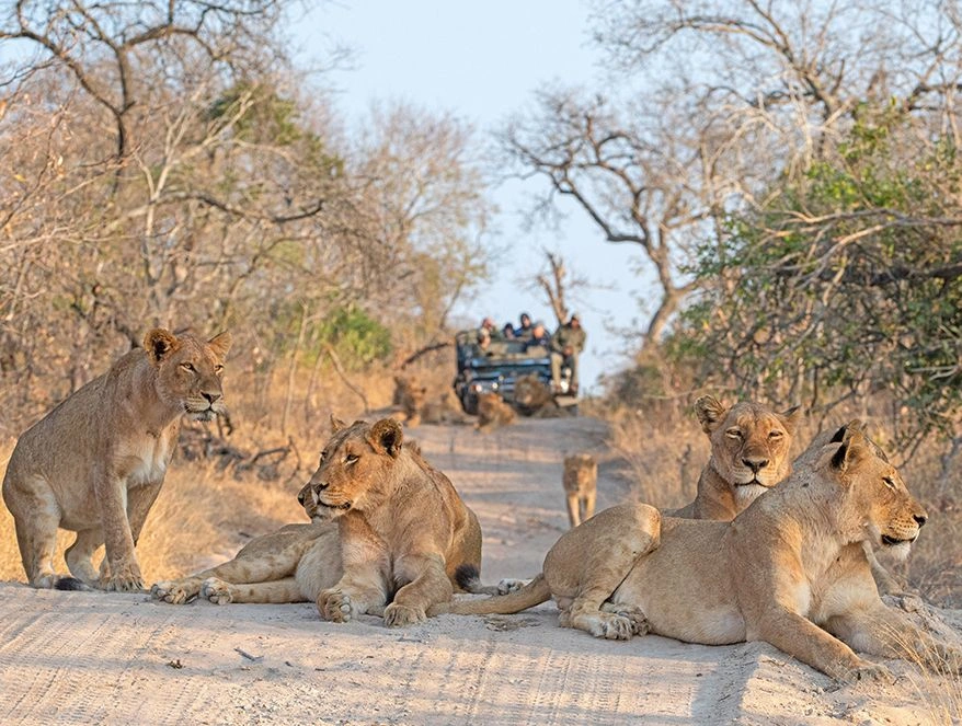 Lions resting on a track as guests approach by safari vehicle