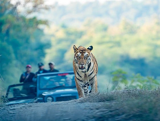 Bengal tiger walking along a dirt track in Panna National Park, India, with a safari jeep of onlookers watching from a safe distance in the blurred background.