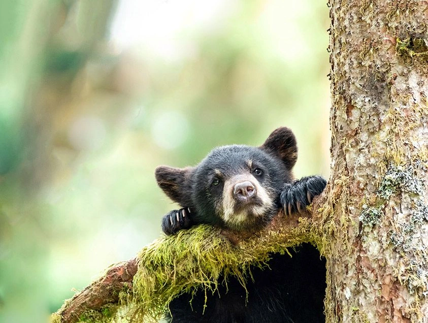 Black Bear, Whistler, Canada