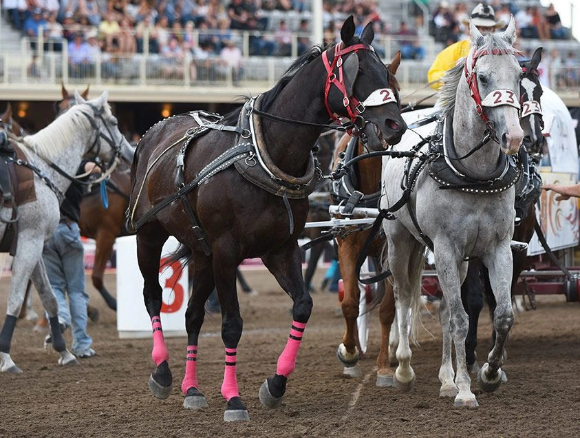 Horses in the Calgary Stampede, Canada