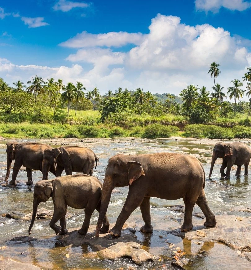 Elephants in Minneriya National Park