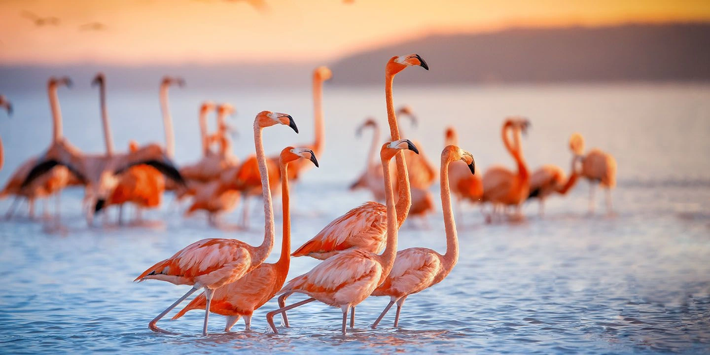 Flamingoes