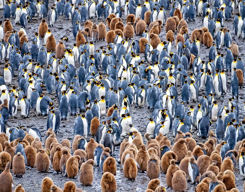 Fortuna_Bay_South_Georgia_Penguins