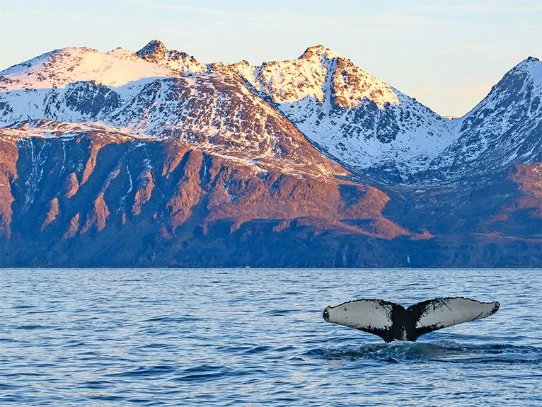 Humpback_Whale_Arctic