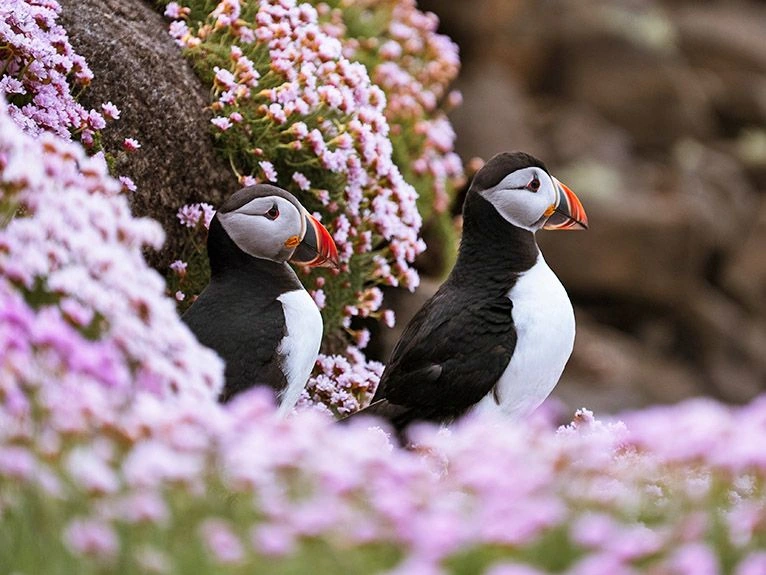 Puffins