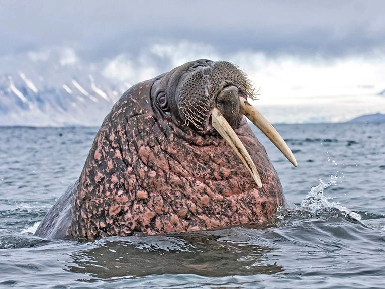 Unique Arctic Wildlife