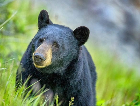 Black Bear Canada