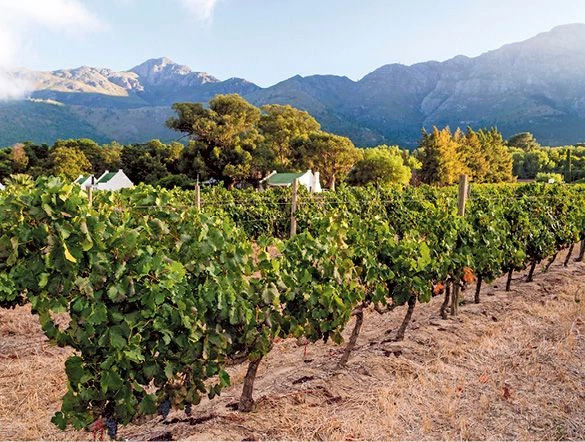 Cape Town Winelands tour