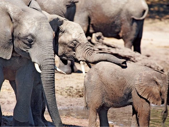 Chobe National Park Elephants
