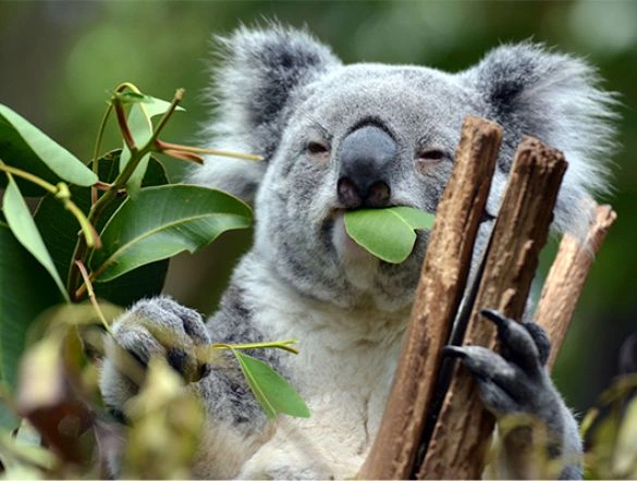 Koala