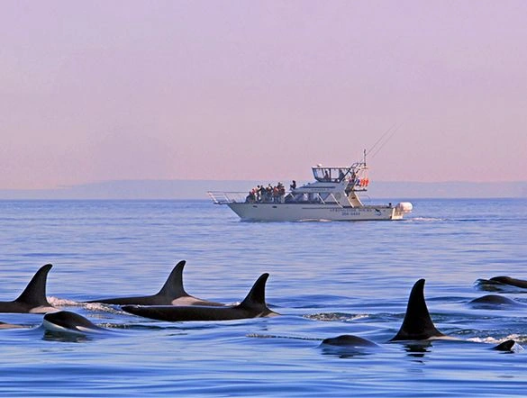 Orcas