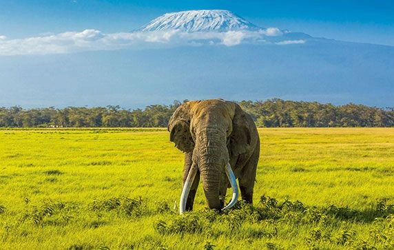 Amboseli_National_Park_Elephant_Kenya