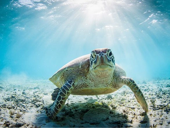Sea turtle swimming in the ocean along the reef