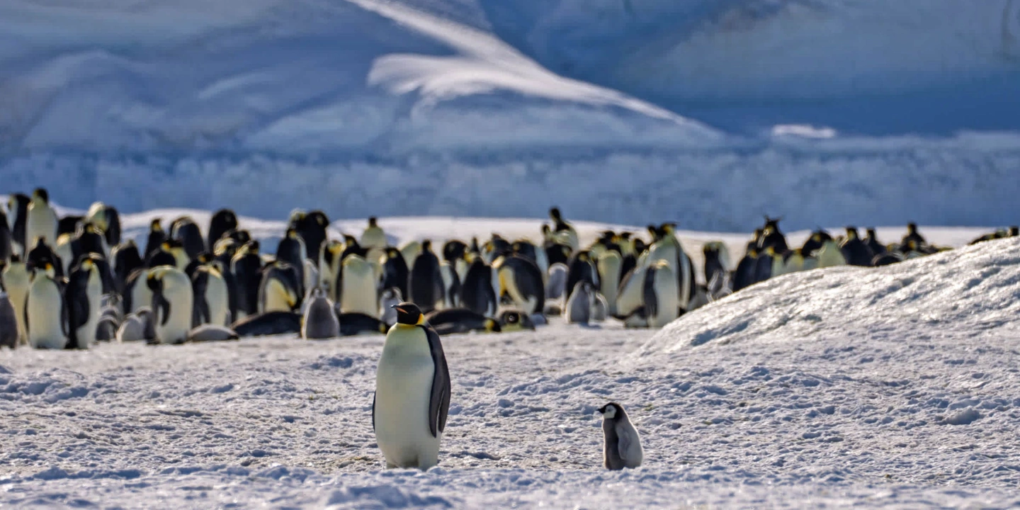 Penguins in the snow 