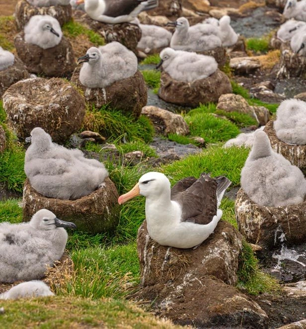 Albatros and Chicks FALKLANDS SAUNDERS NACHO