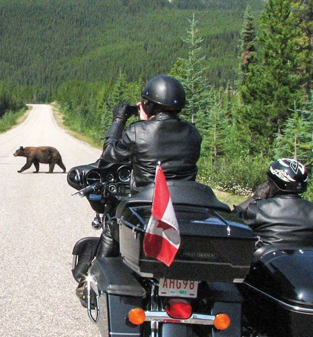 bear crossing canada