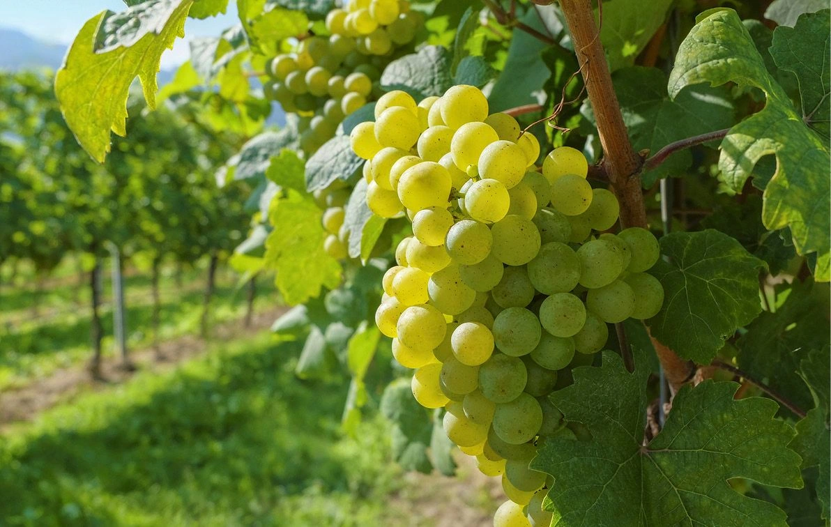 Grapes growing in vineyards