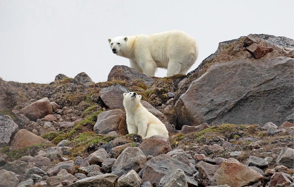 D SE Polar Bear and Cub